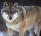 Замовити картину Дикий вовк на полотні - Арт.42536 - каталог Тварини